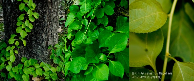 푼지나무  0420-2017 서울숲(한)000.jpg