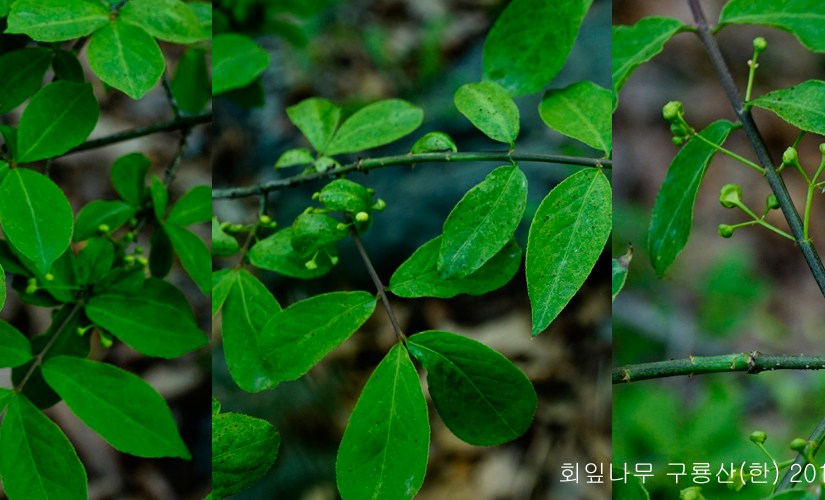 회잎나무와 화살나무의  약성