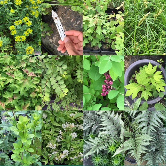 T-0513-2017 산내식물원(한)002