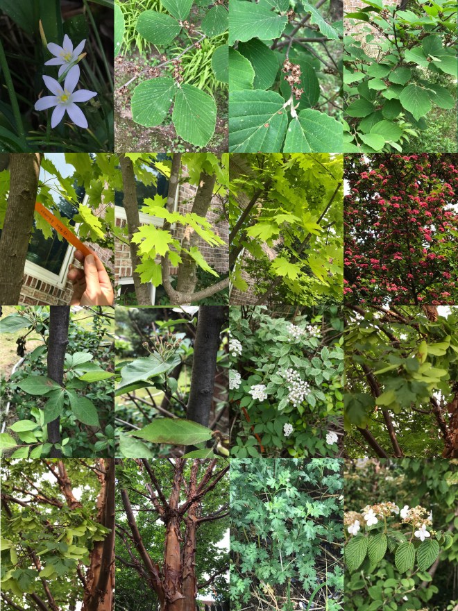 T-0513-2017 산내식물원(한)004.jpg