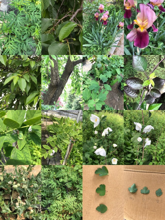 T-0513-2017 산내식물원(한)005.jpg