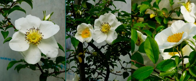 t금앵자 0513-2017 산내식물원(한)001