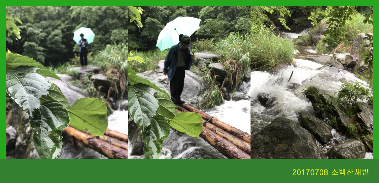 0708-2017 소백산새밭(권)206.jpg