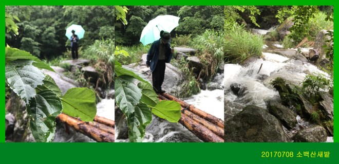 0708-2017 소백산새밭(권)206.jpg