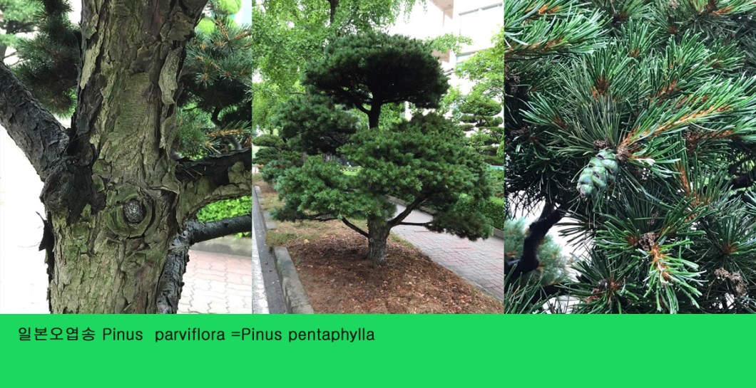 1-4 일본오엽송.jpg