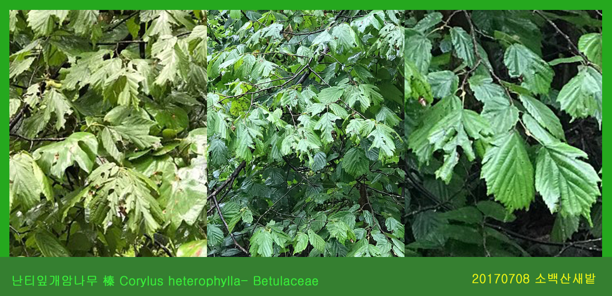 10-난티잎개암나무 0708-2017 소백산새밭(한)001.jpg