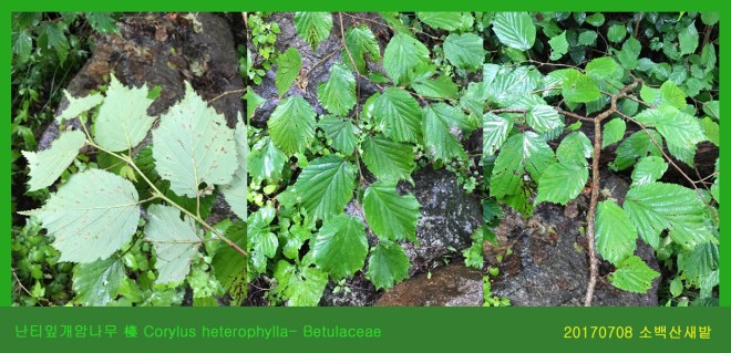 10-난티잎개암나무 0708-2017 소백산새밭(한)002.jpg
