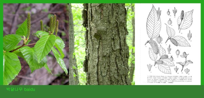 11-박달나무 賽黑樺  Betula schmidtii Pegel 0708-2017 baidu.jpg