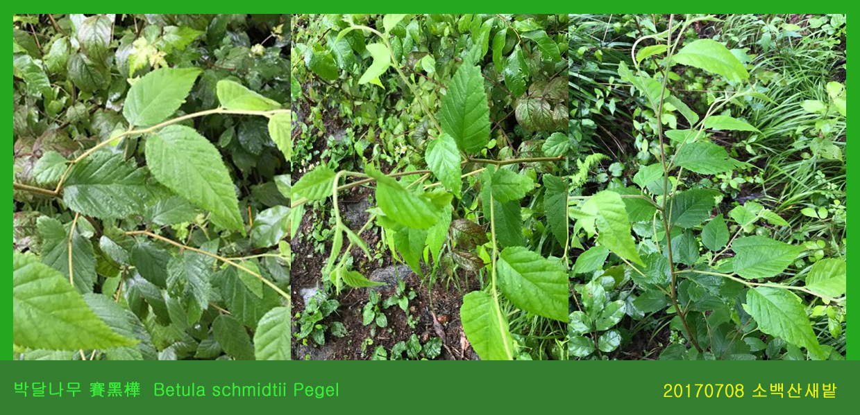 11-박달나무 賽黑樺  Betula schmidtii Pegel 0708-2017 소백산새밭(한)045.jpg