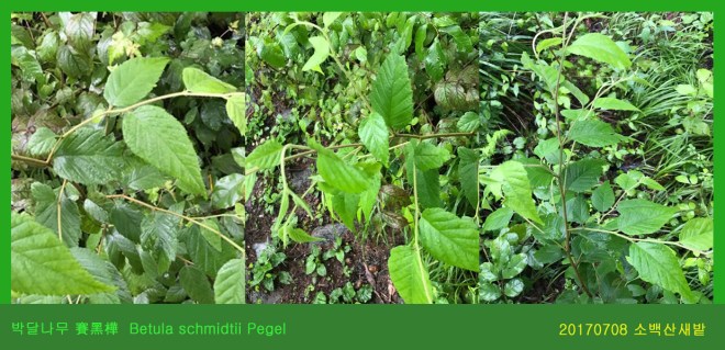 11-박달나무 賽黑樺  Betula schmidtii Pegel 0708-2017 소백산새밭(한)045.jpg