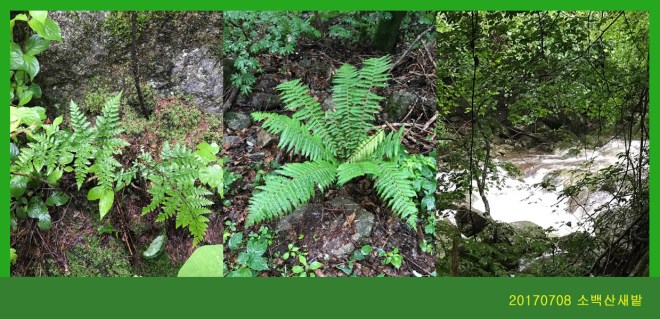12-0708-2017 소백산새밭(한)052