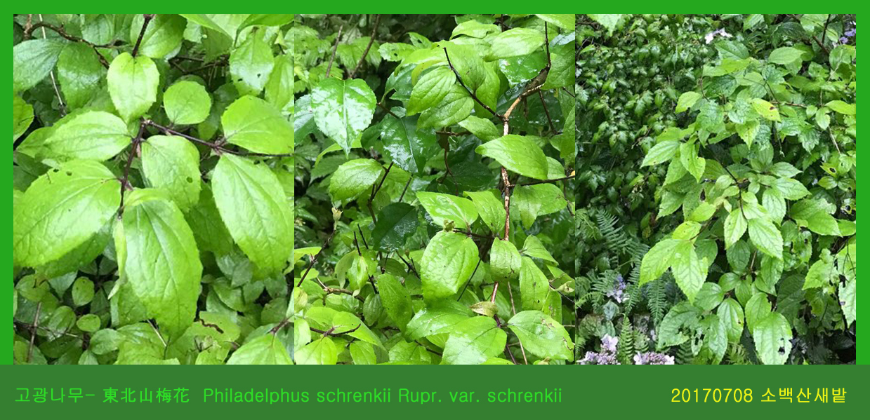 13-고광나무  0708-2017 소백산새밭(한)001.jpg