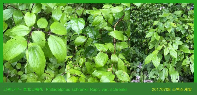 13-고광나무  0708-2017 소백산새밭(한)001.jpg