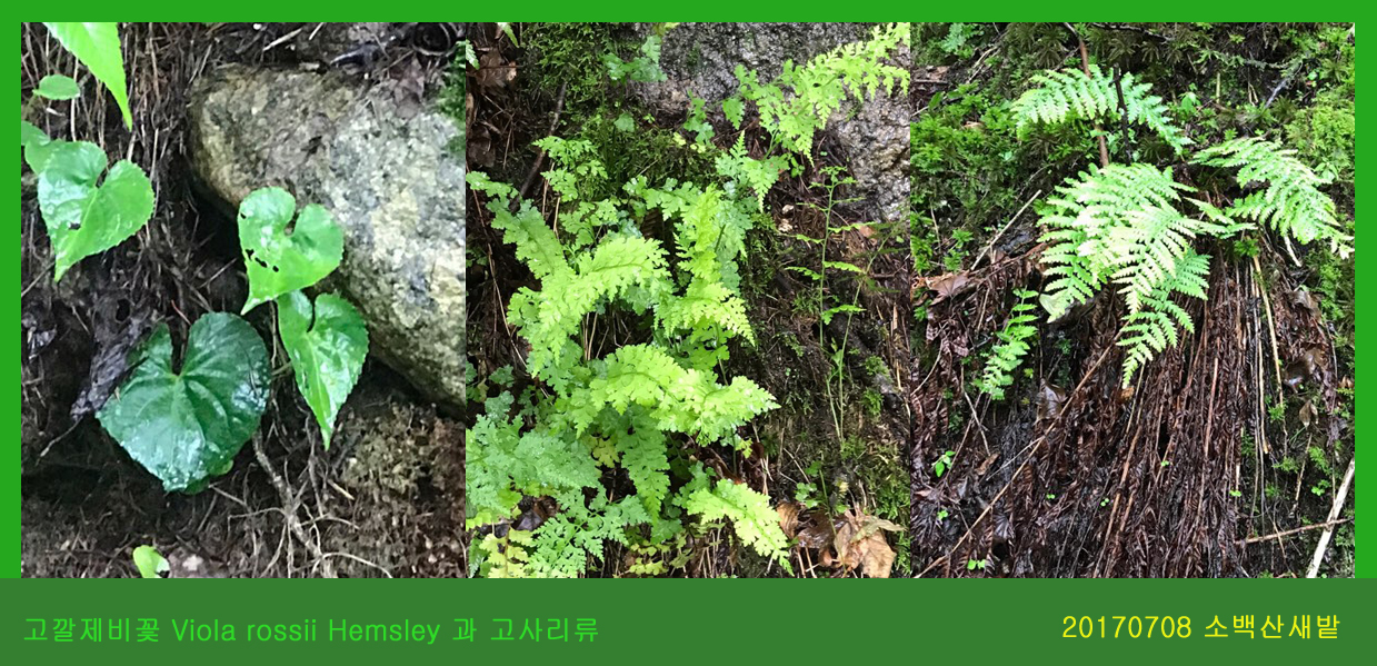 14-고깔제비꽃 0708-2017 소백산새밭(한)002