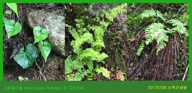 14-고깔제비꽃 0708-2017 소백산새밭(한)002