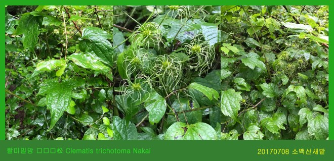 15-할미밀망  0708-2017 소백산새밭(한)04.jpg