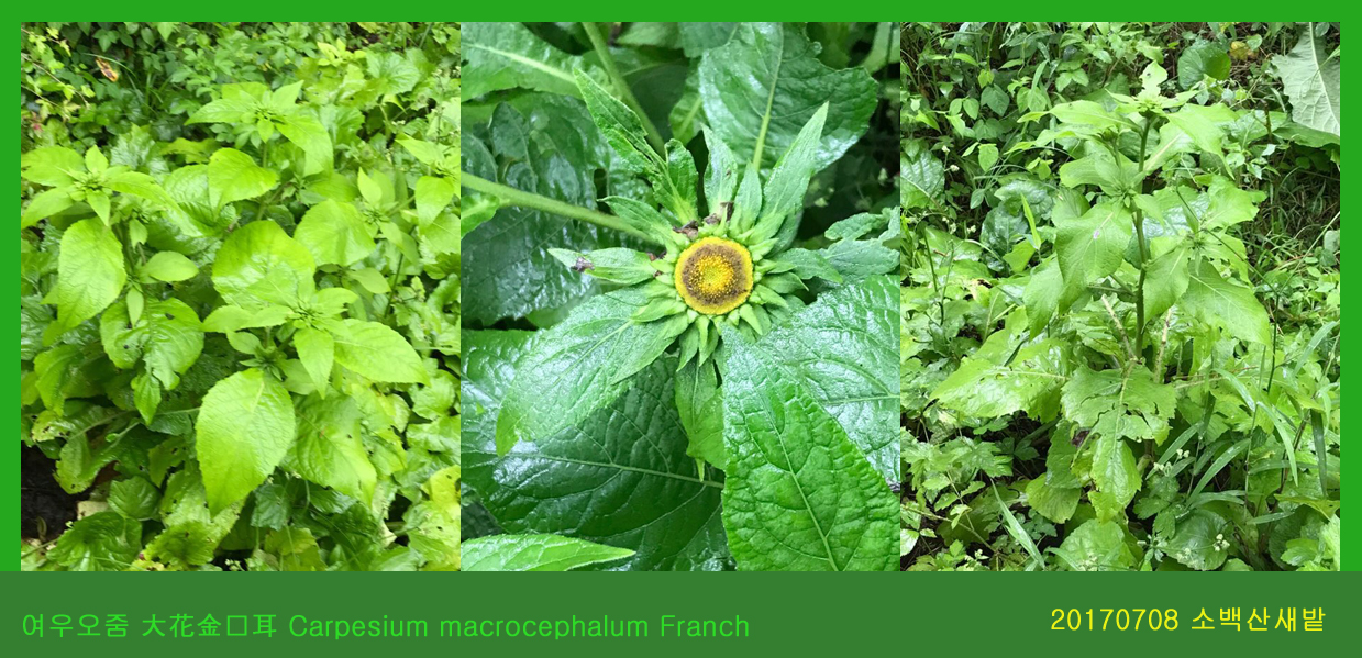 16-여우오줌  0708-2017 소백산새밭(한)01.jpg