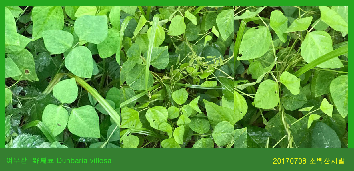 17 여우팥  0708-2017 소백산새밭(한)000.jpg