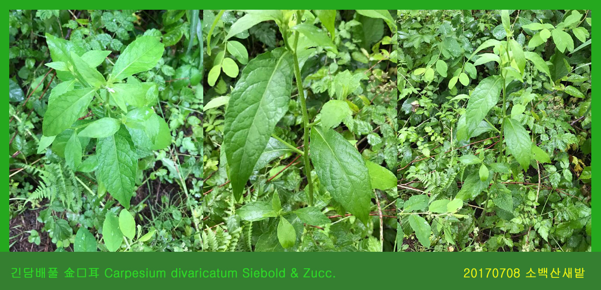 19-긴담배풀 0708-2017 소백산새밭(한)000