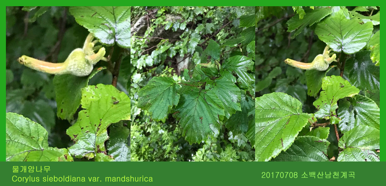 2 물개암나무 0708-2017 소백산새밭(한)001.jpg