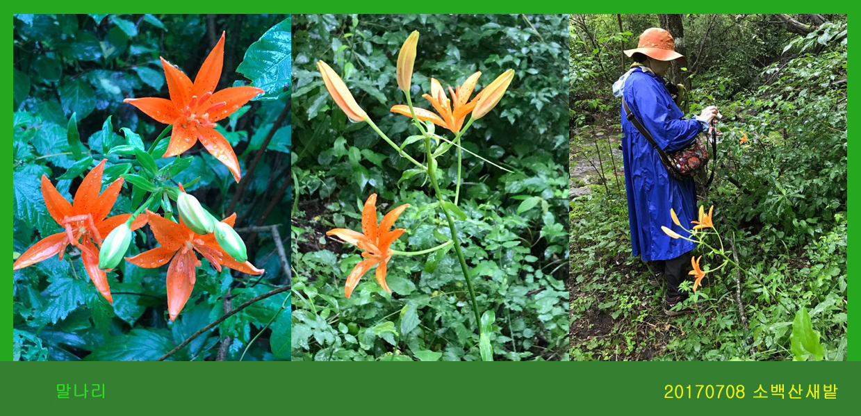 20- 하늘말나리  0708-2017 소백산새밭(한)02.jpg