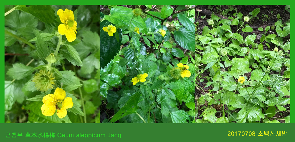 21-큰뱀무  0708-2017 소백산새밭(한)000.jpg