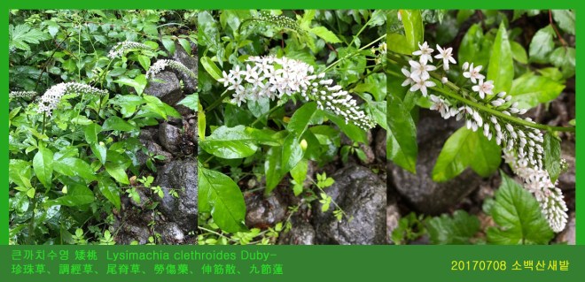 22 큰까치수영 矮桃  Lysimachia clethroides Duby-.jpg