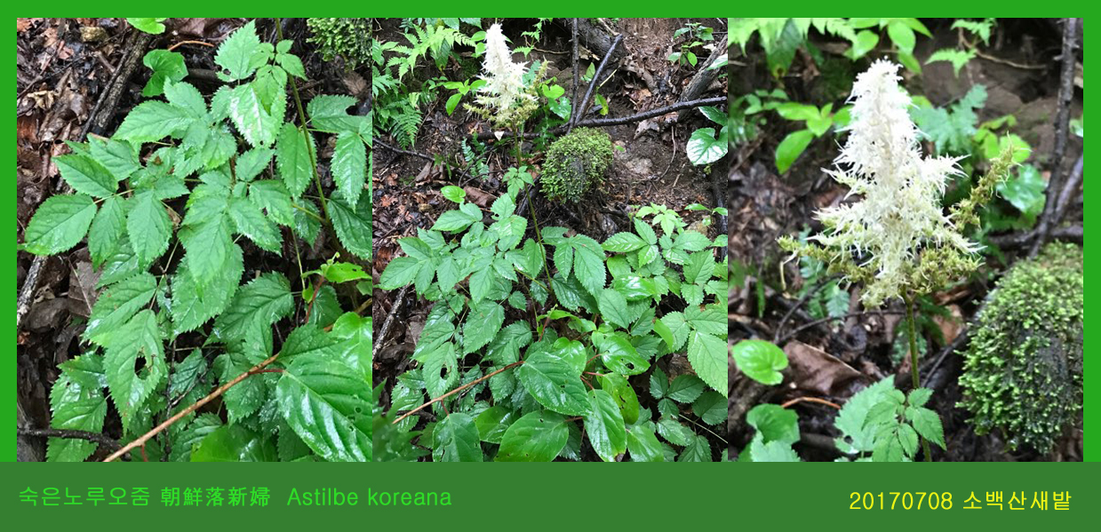 23 숙은노루오줌 0708-2017 소백산새밭(한)001.jpg