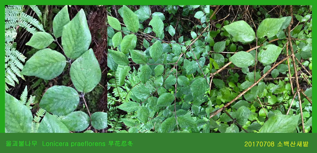 24 올괴불나무 0708-2017 소백산새밭(한)001.jpg