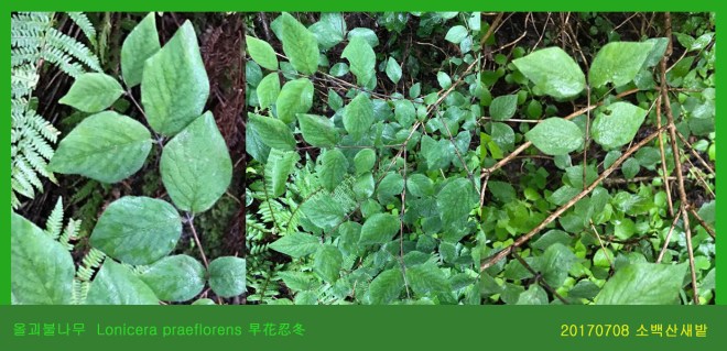 24 올괴불나무 0708-2017 소백산새밭(한)001.jpg