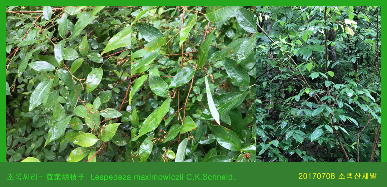24 조록싸리 0708-2017 소백산새밭(한)003
