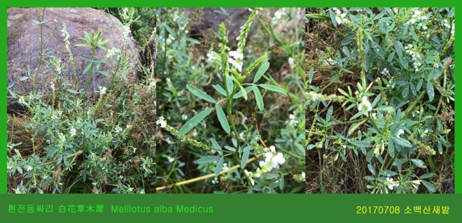 25 전동싸리 0708-2017 소백산새밭(한)01