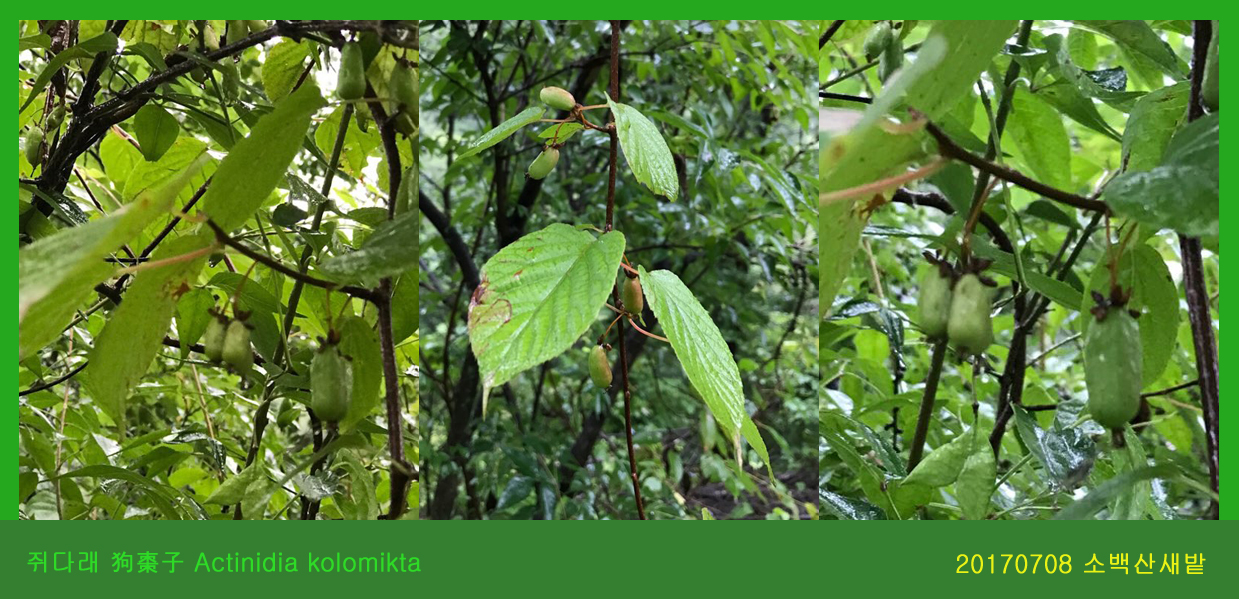 25 쥐다래  0708-2017 소백산새밭(한)002.jpg