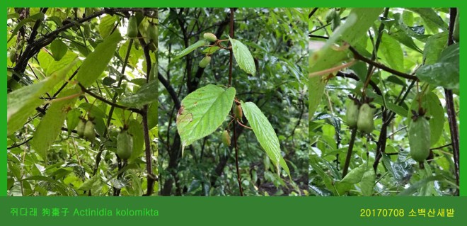 25 쥐다래  0708-2017 소백산새밭(한)002.jpg