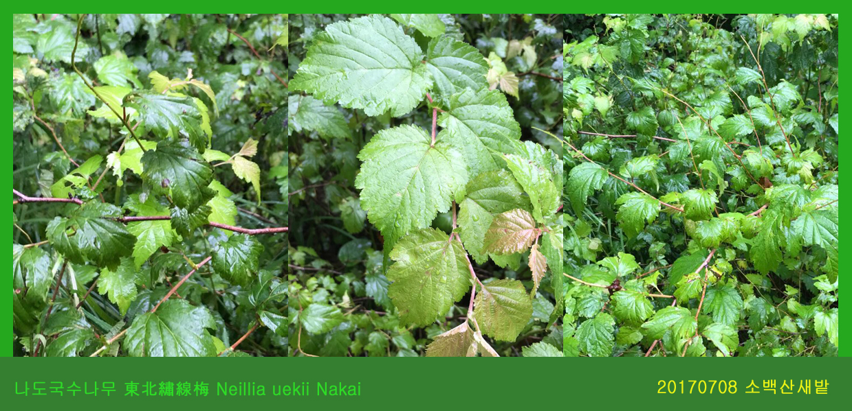 26 나도국수나무 0708-2017 소백산새밭(한)03