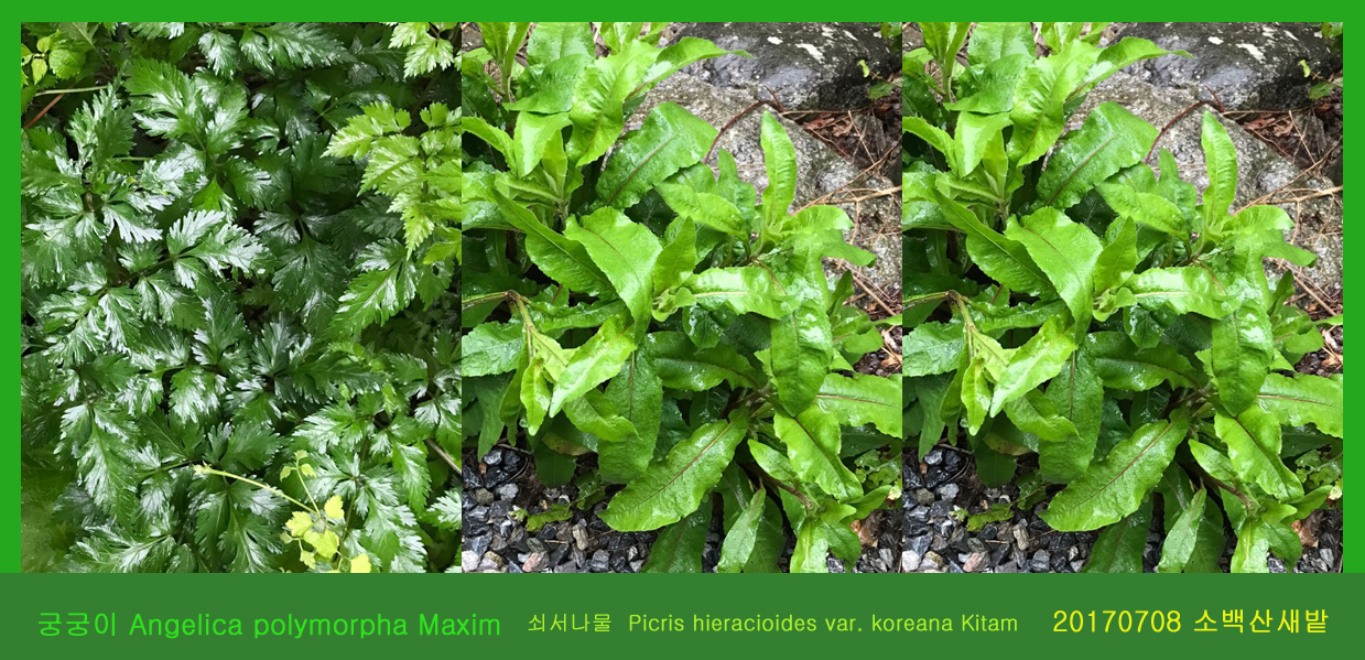 3 궁궁이 0708-2017 소백산새밭(한)009.jpg