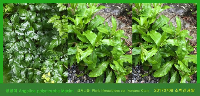 3 궁궁이 0708-2017 소백산새밭(한)009.jpg