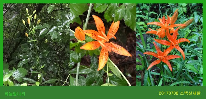 4-하늘말나리  0708-2017 소백산새밭(한)004-1.jpg