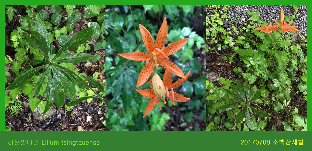 4-하늘말나리 0708-2017 소백산새밭(한)004