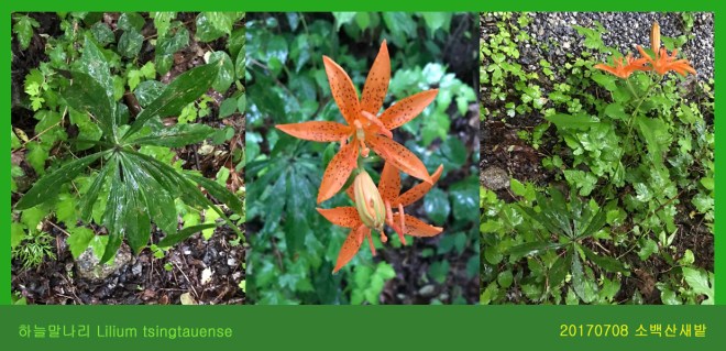 4-하늘말나리 0708-2017 소백산새밭(한)004