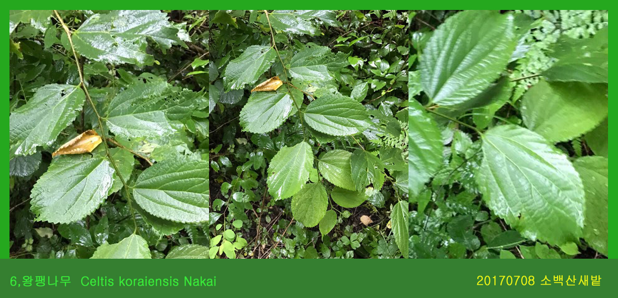 5 왕팽나무  0708-2017 소백산새밭(한)001.jpg