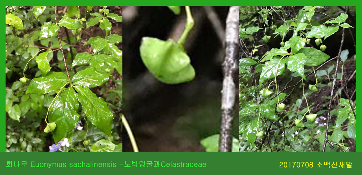 6-회나무  0708-2017 소백산새밭(한)001.jpg