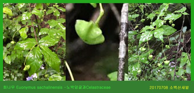 6-회나무  0708-2017 소백산새밭(한)001.jpg