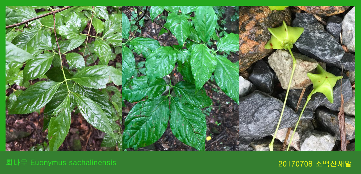 6-회나무 0708-2017 소백산새밭(한)01.jpg