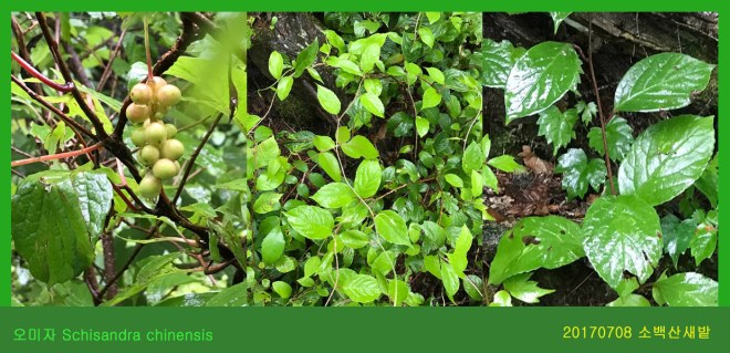 7-오미자 0708-2017 소백산새밭(한)003