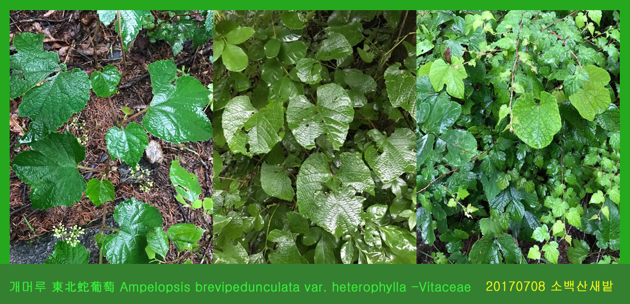 8-개머루 0708-2017 소백산새밭(한)004.jpg