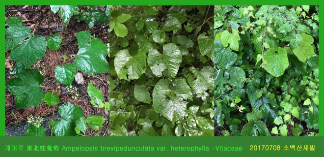 8-개머루 0708-2017 소백산새밭(한)004.jpg