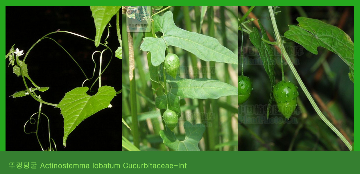 Actinostemma lobatum Cucurbitaceae.jpg