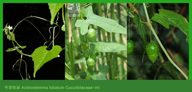 Actinostemma lobatum Cucurbitaceae.jpg