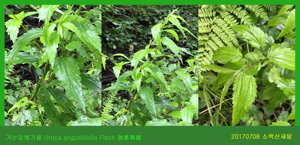 가는잎쐐기풀 0708-2017 소백산새밭(한)002.jpg